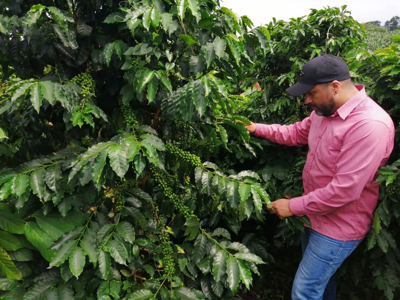 Cafés Diferenciados Corporación Agrocolombia